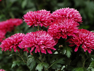 Картинка цветы хризантемы