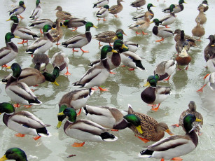 Картинка животные утки