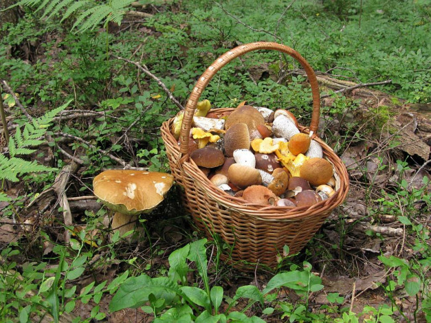 Обои картинки фото еда, грибы, грибные, блюда