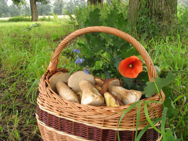 Обои картинки фото еда, грибы, грибные, блюда