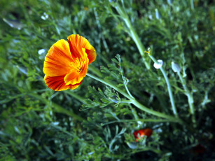 Картинка цветы эшшольция