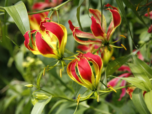 Картинка цветы глориоза