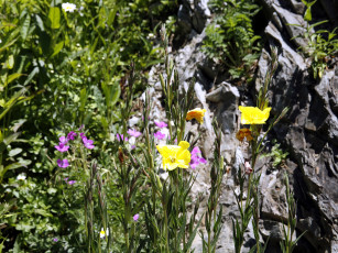 Картинка цветы луговые полевые