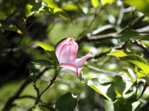 Картинка цветы магнолии