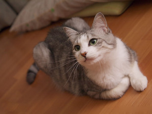 Картинка животные коты