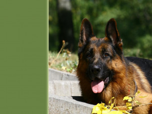 Картинка животные собаки