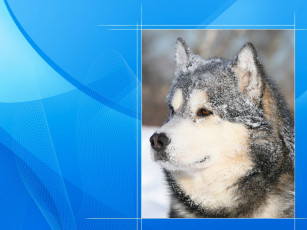 Картинка животные собаки