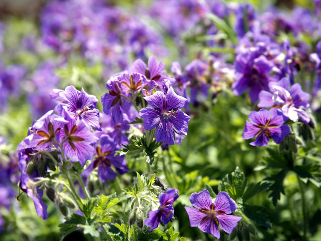 Обои картинки фото цветы, герань