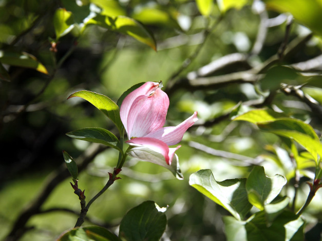 Обои картинки фото цветы, магнолии