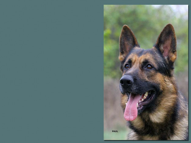 Обои картинки фото животные, собаки