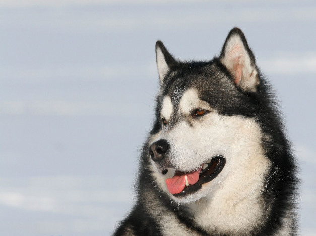 Обои картинки фото животные, собаки