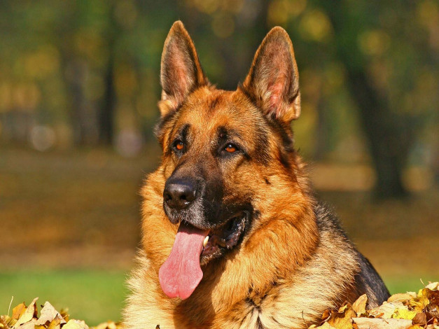 Обои картинки фото животные, собаки