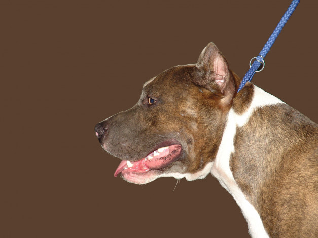 Обои картинки фото животные, собаки