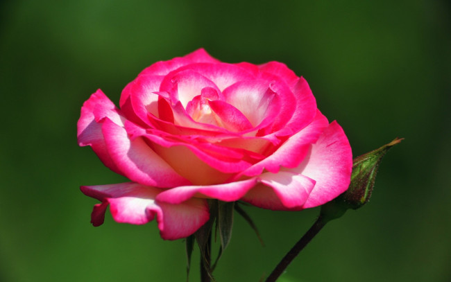 Обои картинки фото цветы, розы