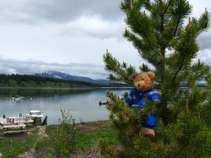 Картинка разное игрушки мишка сосна