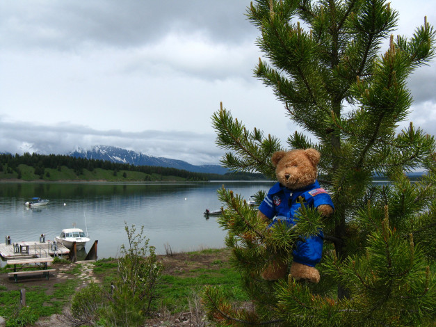 Обои картинки фото разное, игрушки, мишка, сосна