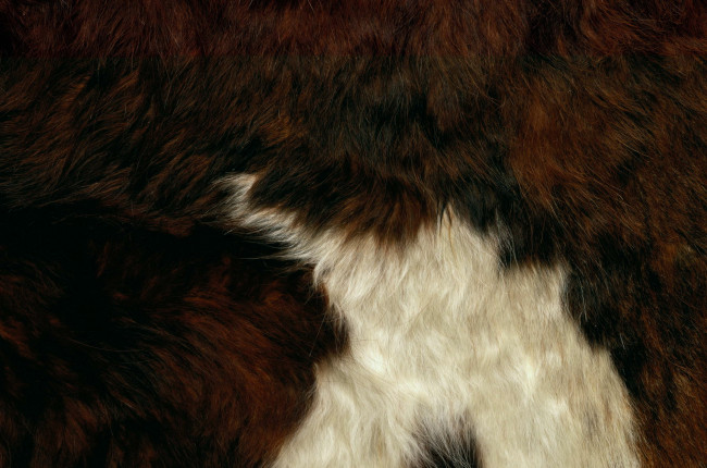 Обои картинки фото разное, текстуры, мех, шкура, текстура