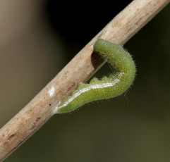 обоя животные, гусеницы, ветка, гусеница