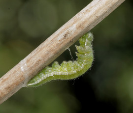 Картинка животные гусеницы ветка гусеница