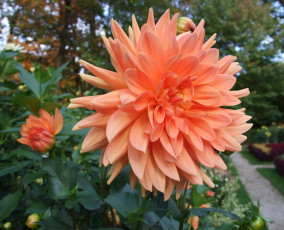 Картинка цветы георгины георгина