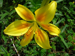 Картинка цветы лилии лилейники