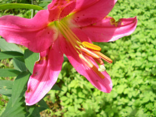 Картинка цветы лилии лилейники