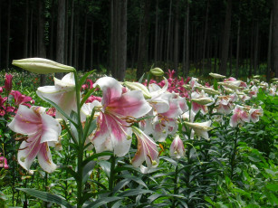 Картинка цветы лилии лилейники