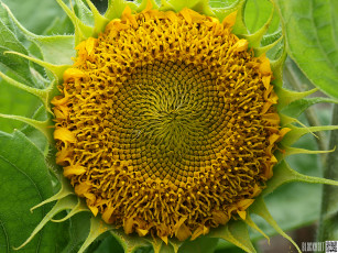 Картинка цветы подсолнухи подсолнух