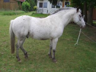 Картинка животные лошади лошадь