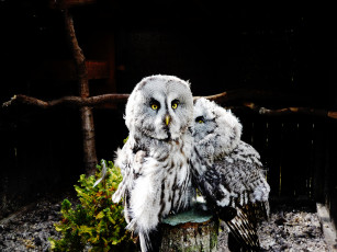 Картинка животные совы