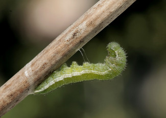 Картинка животные гусеницы ветка гусеница