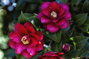 Картинка цветы камелии ветки красный