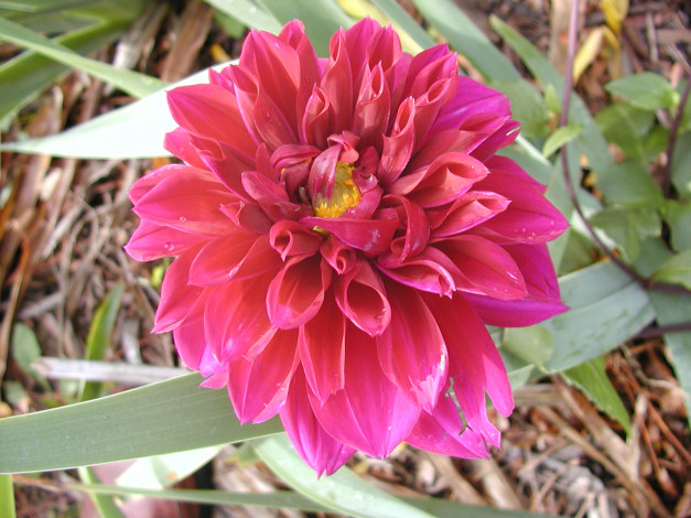 Обои картинки фото цветы, георгины, георгина