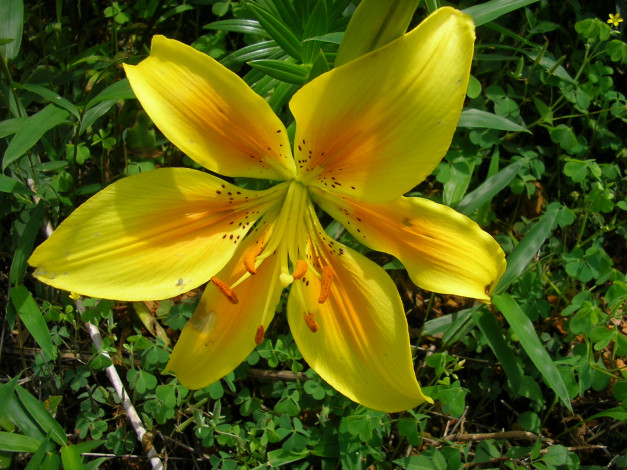 Обои картинки фото цветы, лилии, лилейники