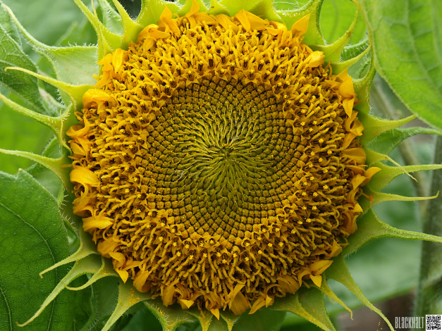 Обои картинки фото цветы, подсолнухи, подсолнух