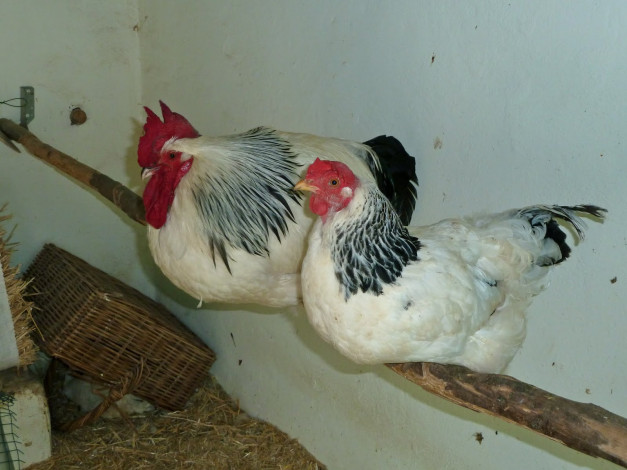 Обои картинки фото животные, куры, петухи, курица, петух