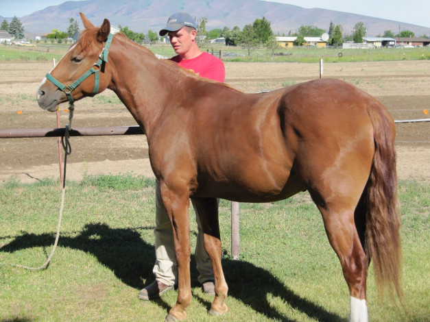 Обои картинки фото животные, лошади, лошадь
