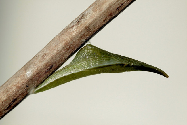 Обои картинки фото животные, бабочки, ветка, кокон