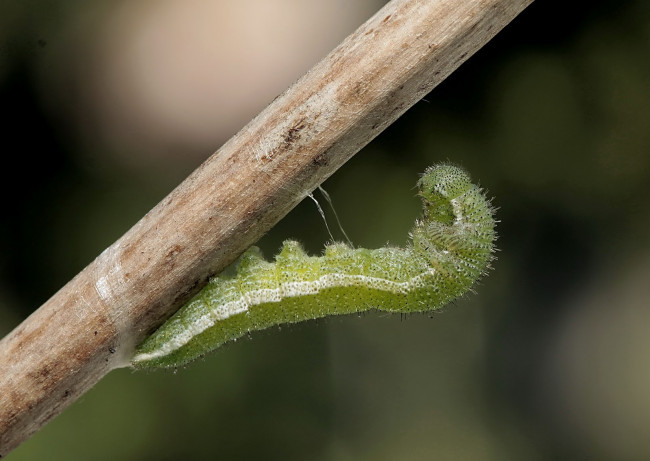 Обои картинки фото животные, гусеницы, ветка, гусеница