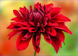 обоя цветы, георгины, цветок, бутон, лепестки