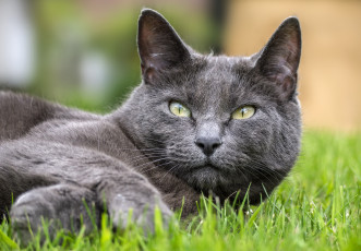 Картинка животные коты уши