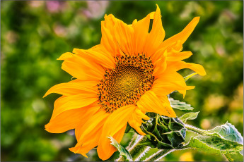 Картинка цветы подсолнухи цветок соцветие лепестки листья