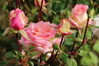 Картинка цветы розы розовый