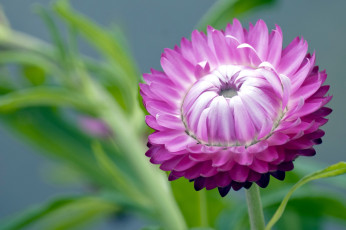 обоя цветы, бессмертник, розовый