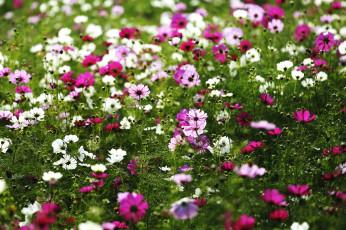 Картинка цветы космея много