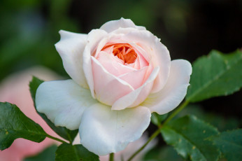 Картинка цветы розы красота