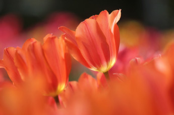 Картинка цветы тюльпаны макро