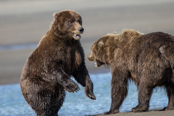 Картинка животные медведи встреча