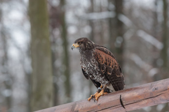 Картинка животные птицы хищники орел