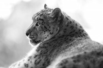 Картинка животные снежный барс ирбис